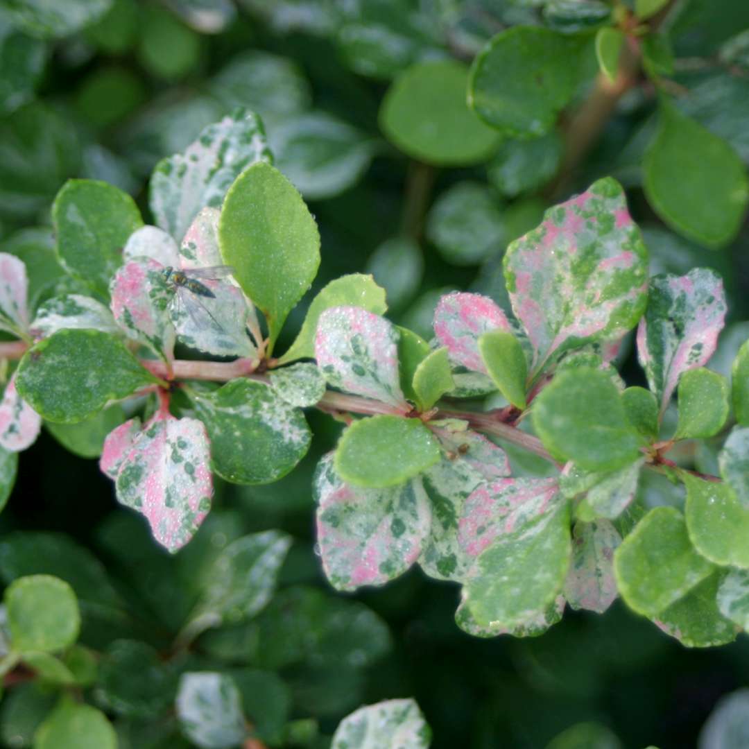 Close-up of Sunjoy Sequins Barberry's green, pink, and white foliage. 