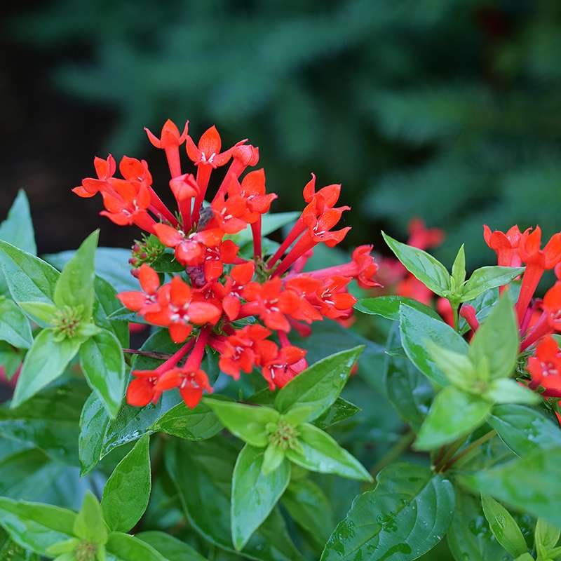 Close up of the red flowers of Estrellita Scarlet firecracker bush