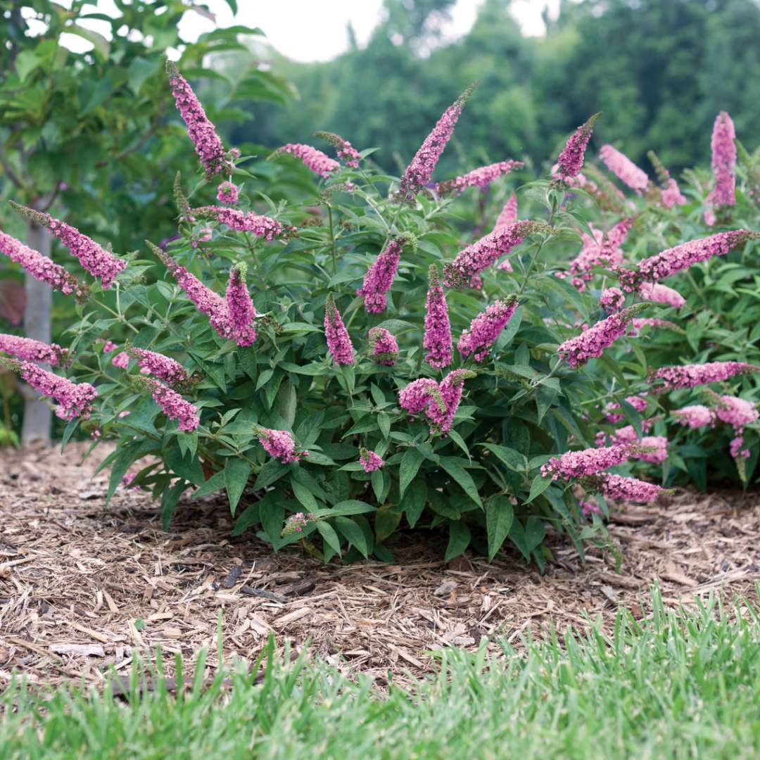 compact habit of Lo & Behold Pink Micro Chip Buddleia in landscape