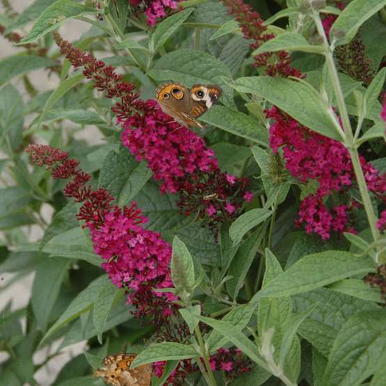 Close up of Buddleia Miss Molly's deep magenta bloom with butterfly