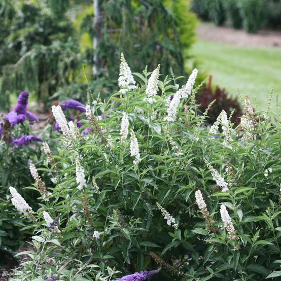 Buddleia Miss Pearl with pure white blooms in garden