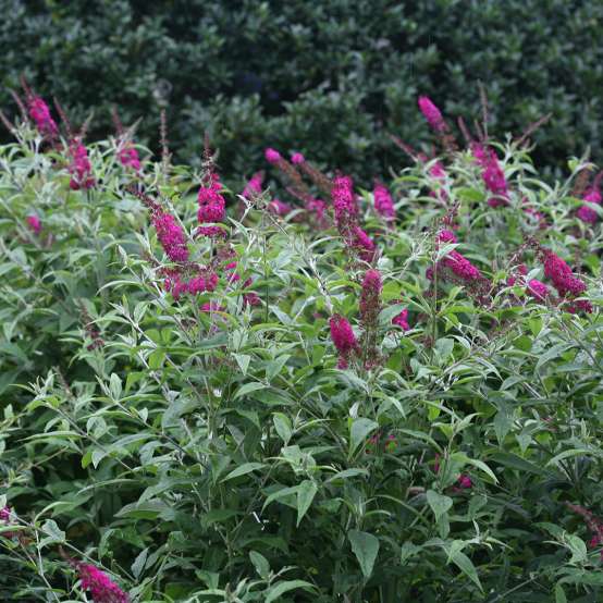 Buddleia Miss Ruby with vibrant deep pink blooms in landscape