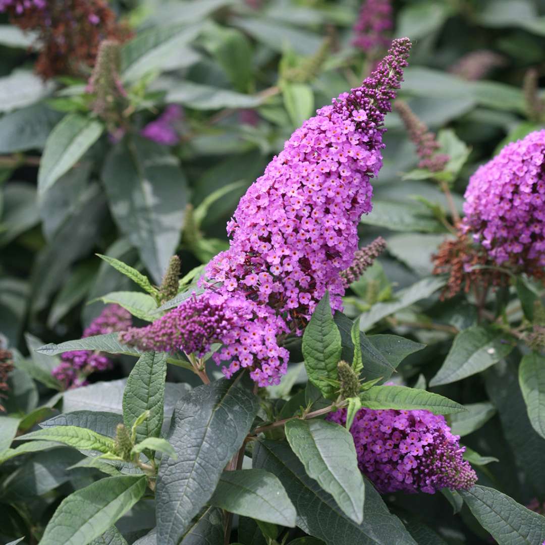 Close up of vibrant purple Pugster Periwinkle Buddleia blooms