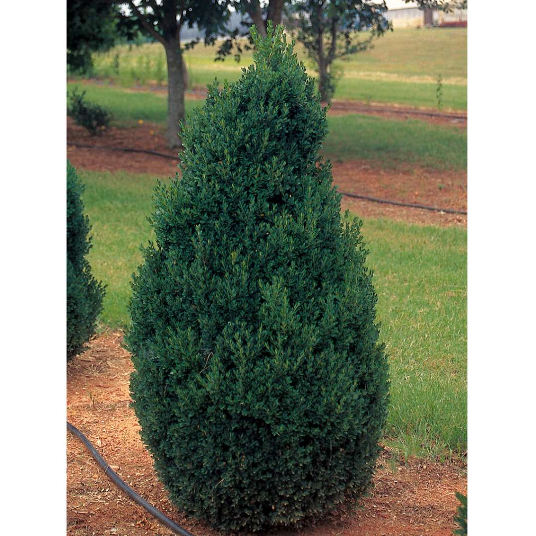 Conical Buxus Green Mountain in landscape