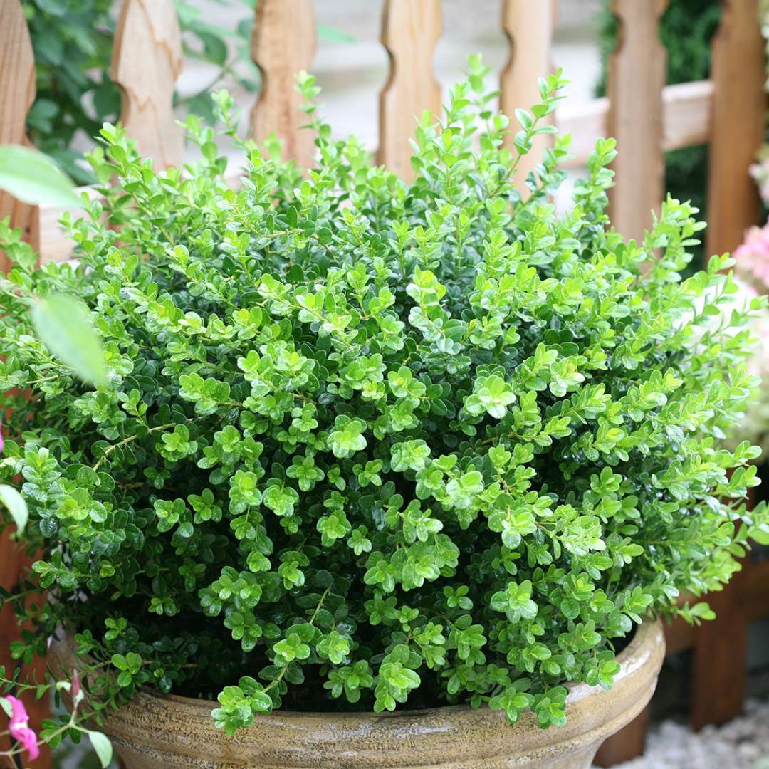 Sprinter Buxus in decorative pot in front of picket fence