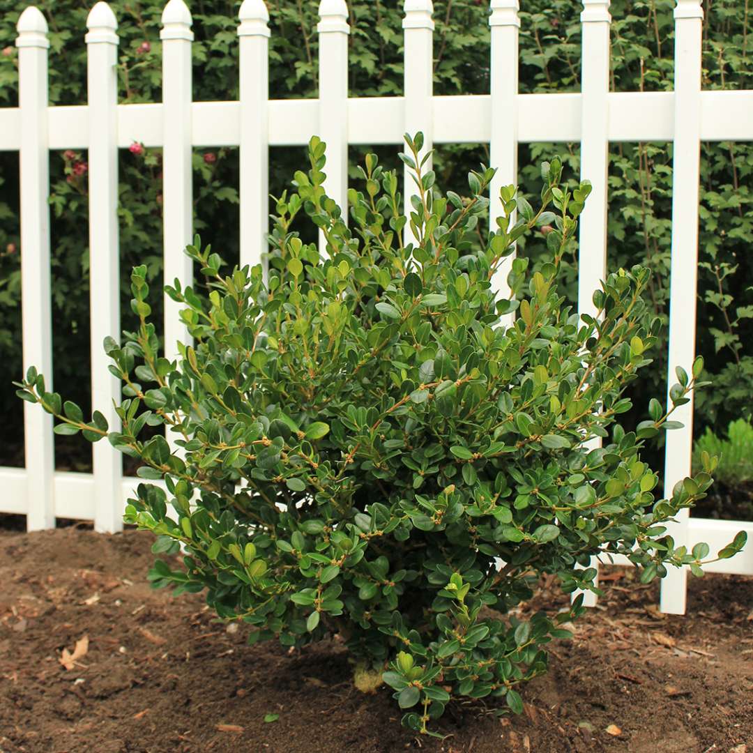 Buxus Winter Gem planted in front of white picket fence