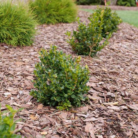 A group of Neatball boxwoods in a landscape