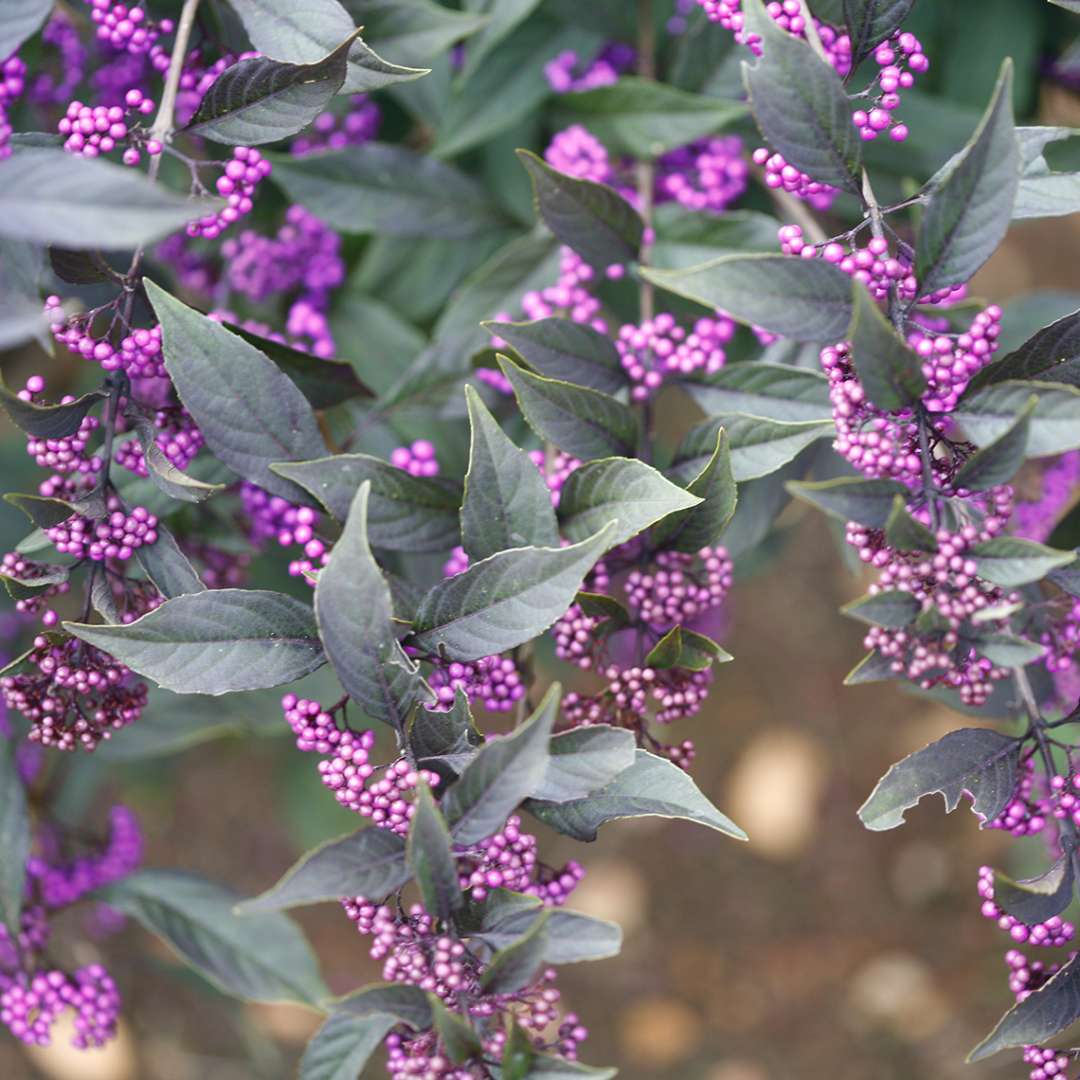 Close up of purple Pearl Glam Callicarpa berries