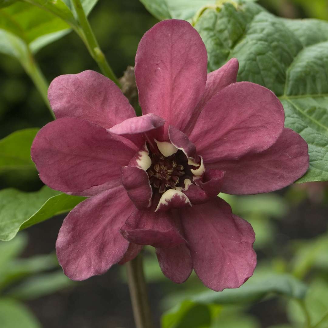 Close up of a large maroon-pink Calycanthus Hartlage Wine bloom