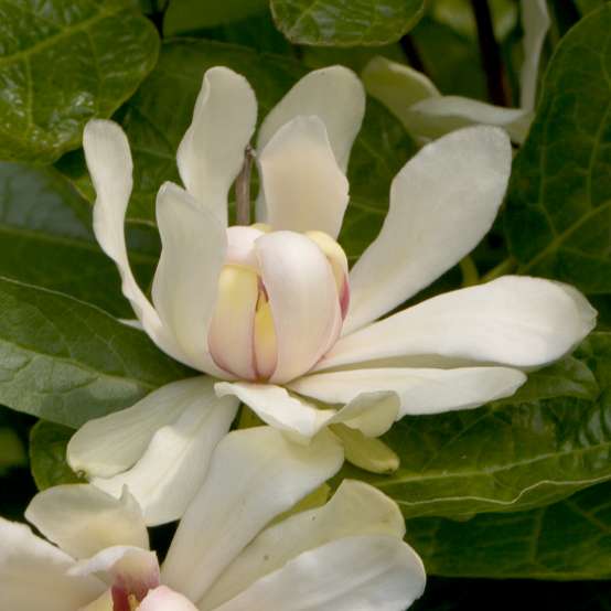 Close up of two white Calycanthus Venus blooms