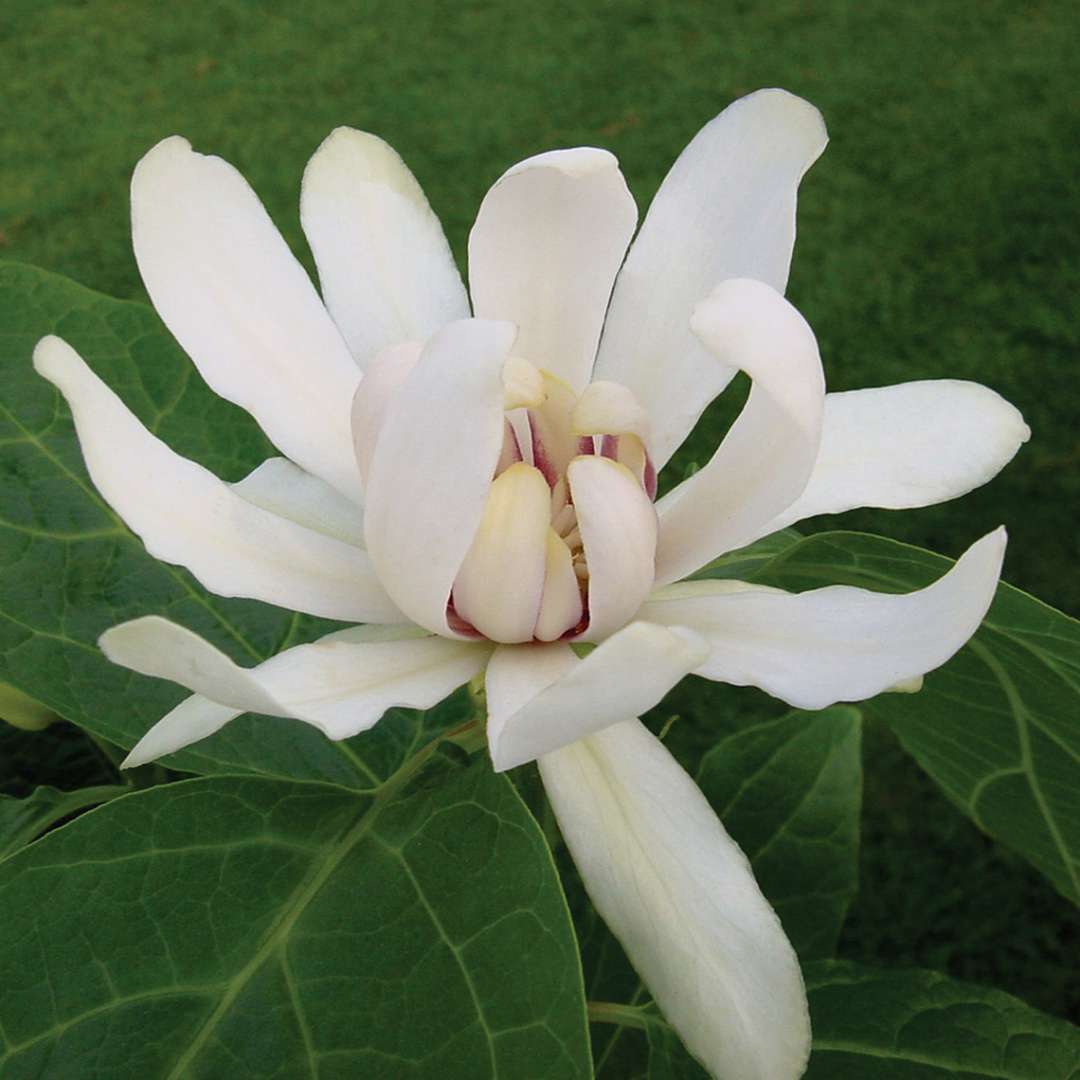 Close up of white Calycanthus Venus bloom against vibrant green foliage