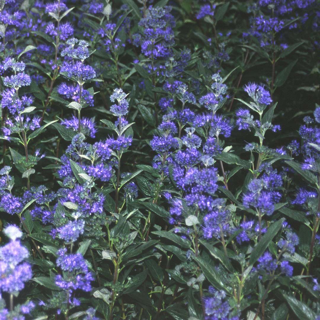 Dark Knight Caryopteris Spring Meadow Wholesale Liners Spring   Caryopteris Dark Knight 1080 1080 60 