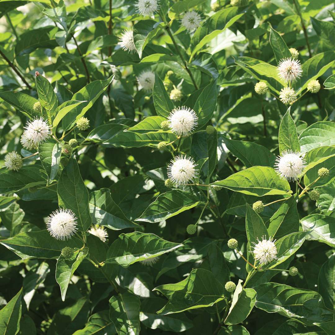 Glossy foliage and white spherical flowers of Sugar Shack Cephalnthus