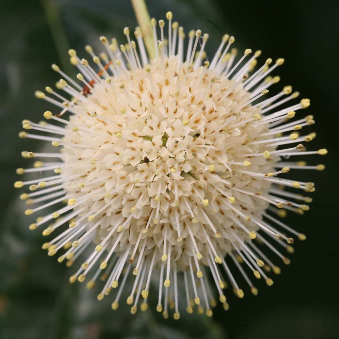 Close up of one round Sugar Shack Cephalanthus bloom