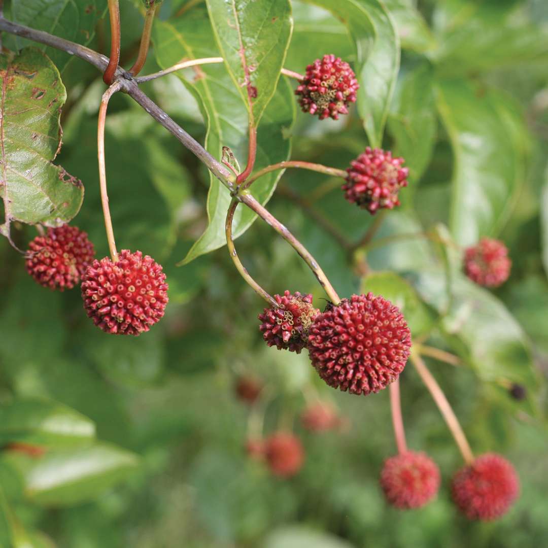 Close up of branch with red fall fruite of Sugar Shack Cephalanthus