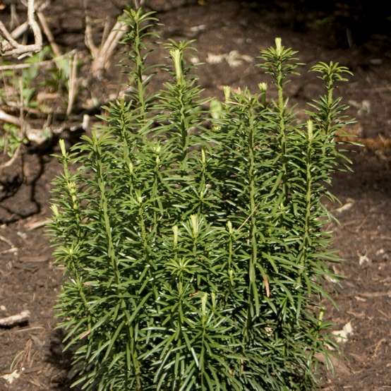 Narrow growing Cephalotaxus Fastigiata with handsome green foliage in landscape