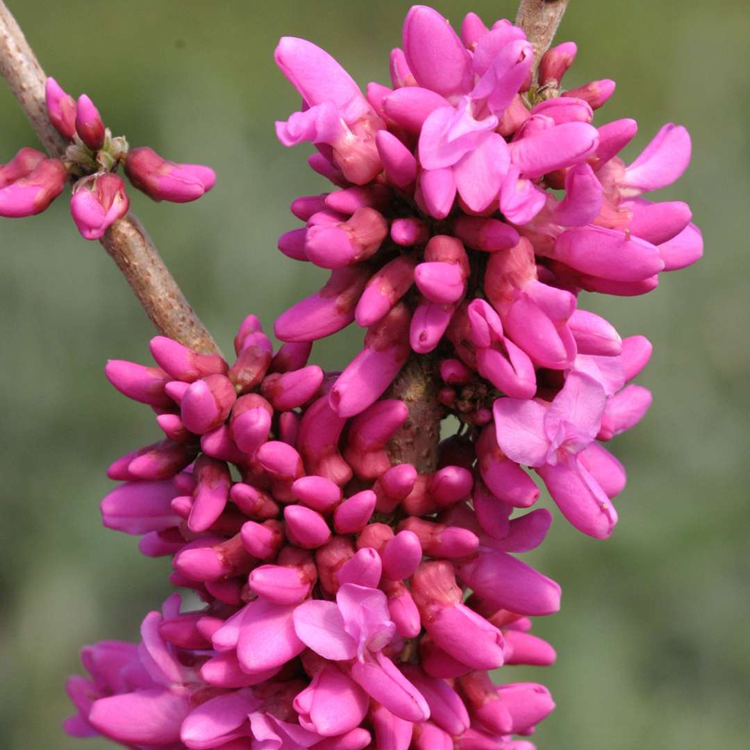 Sonic Bloom Pure Pink Weigela  Spring Meadow - wholesale liners - Spring  Meadow Nursery