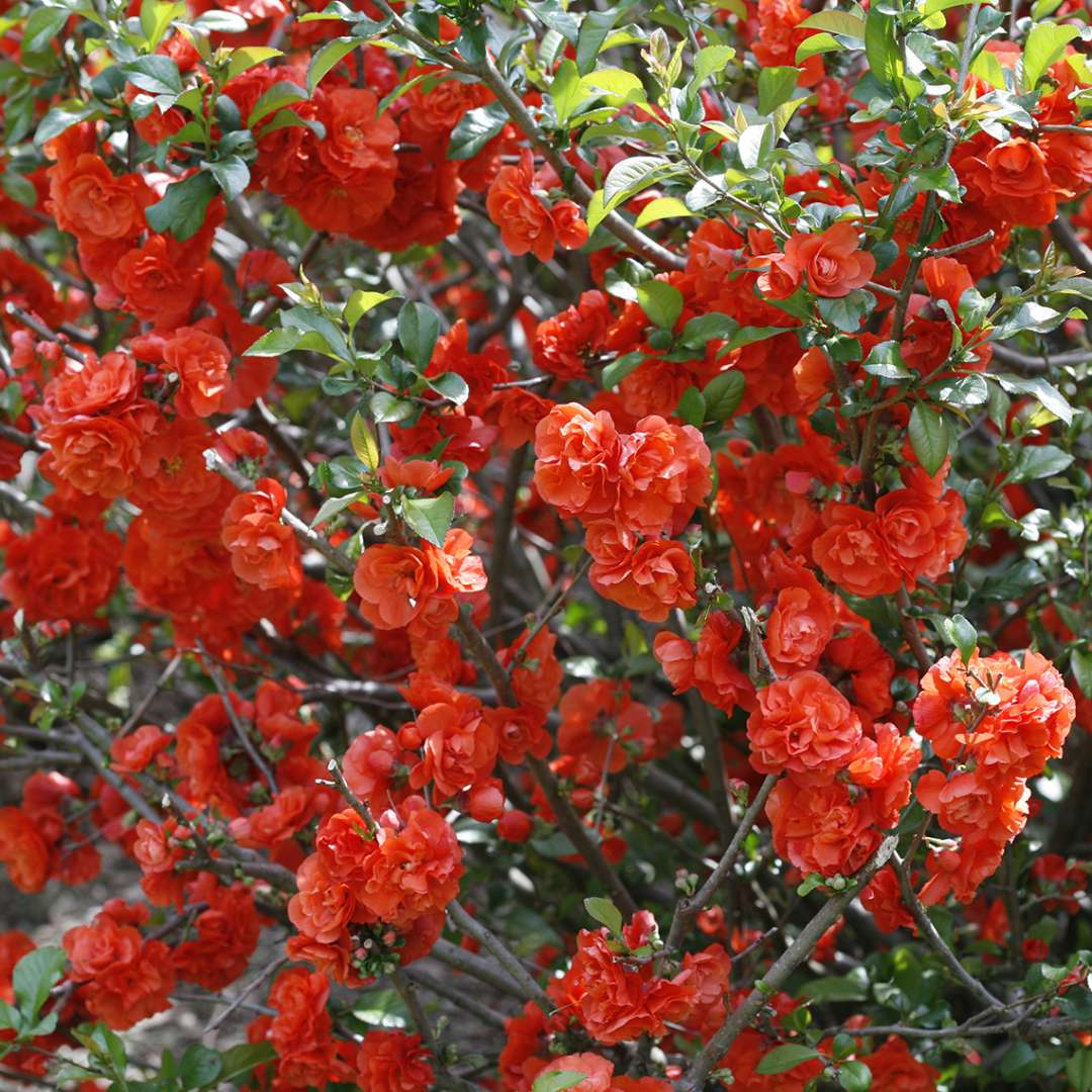 Branches of Double Take Orange Chaenomeles covered in vibrant orange flowers