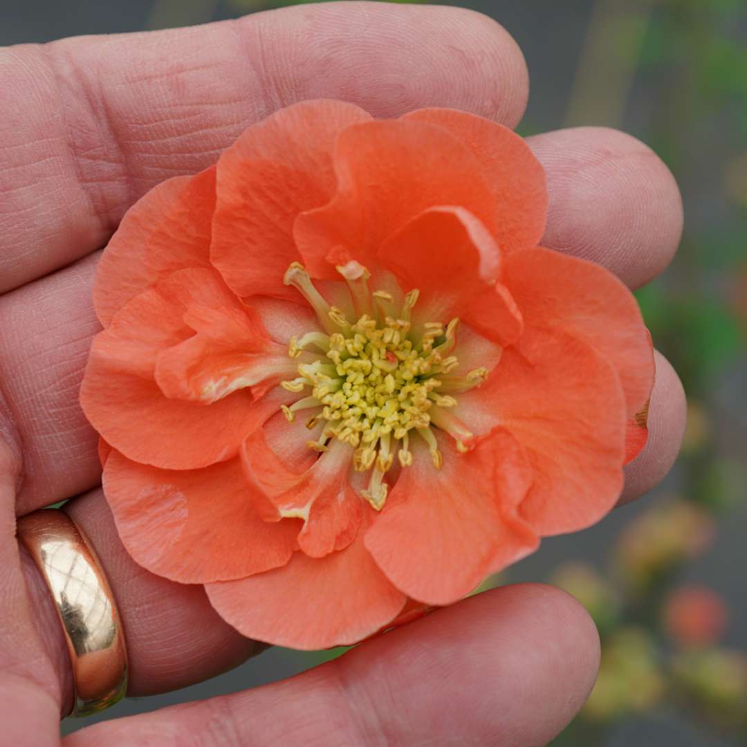 Single Double Take Peach Chaenomeles bloom in man's hand for size comparison