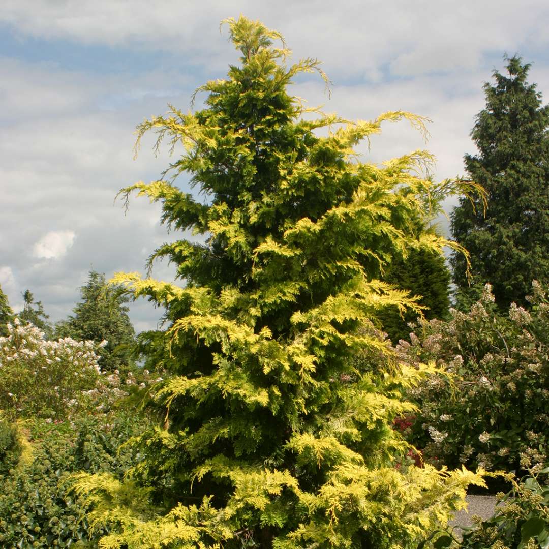 Chamaecyparis Crippsii with golden fern-like foliage in landscape