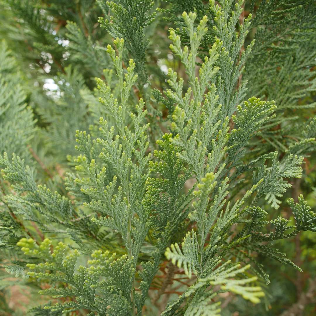 Close up of blue hued Pinpoint Blue Chamaecyparis evergreen foliage