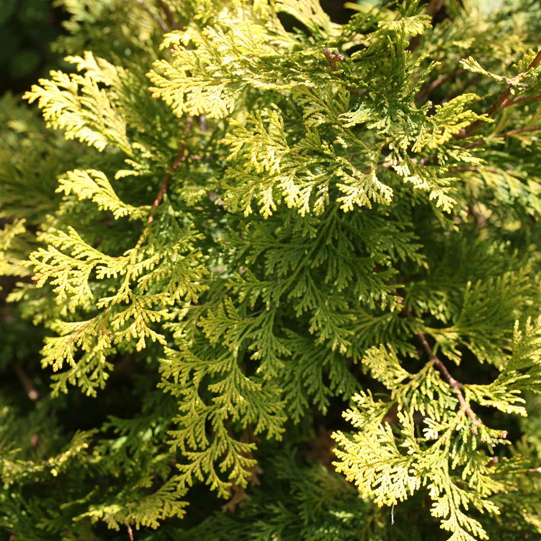 Close up of white gold and green Ray of Light Chamaecyparis foliage