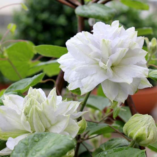 Blooms and rounded bud of icy Clematis Diamond Ball