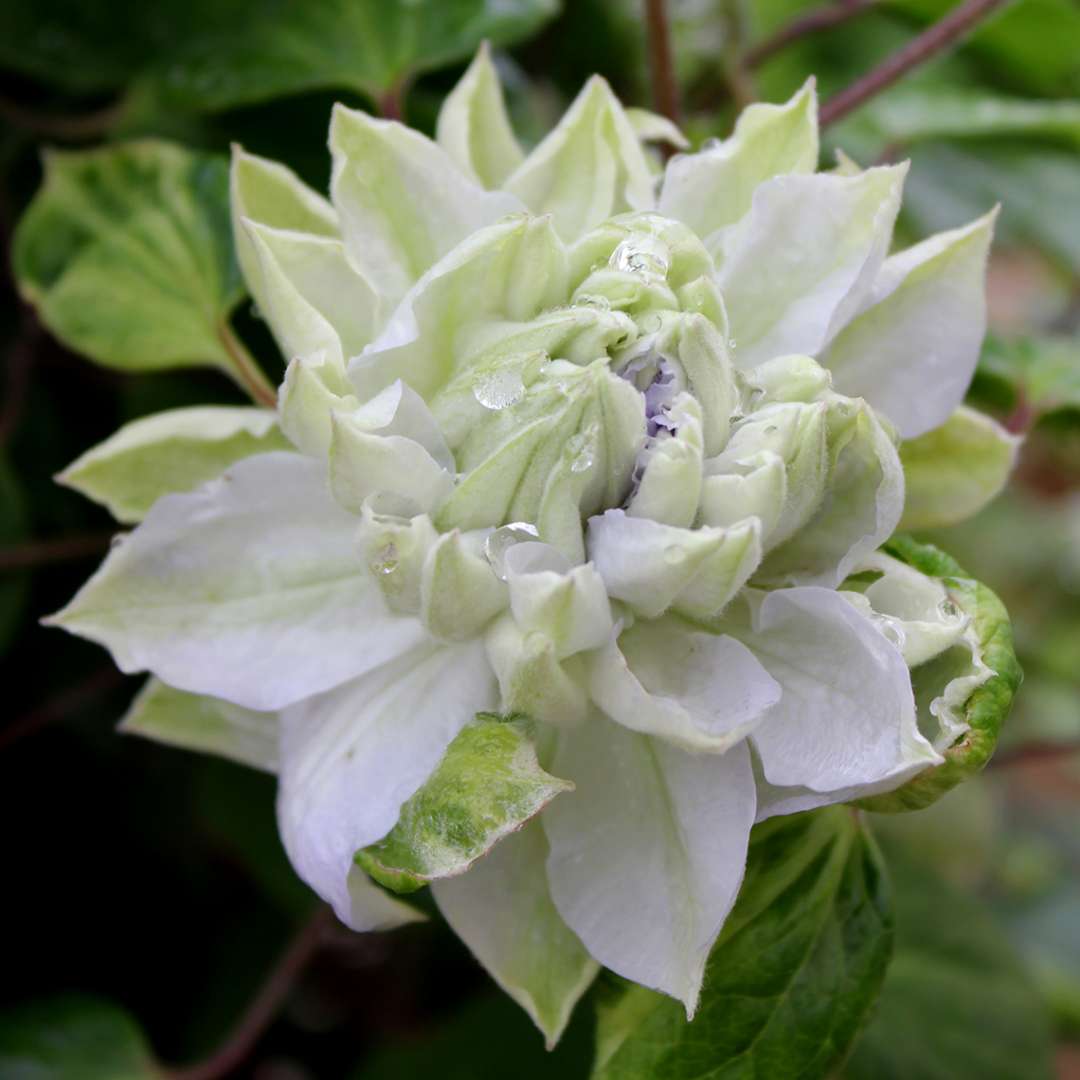 Close up of pale icy blue Clematis Diamond Ball