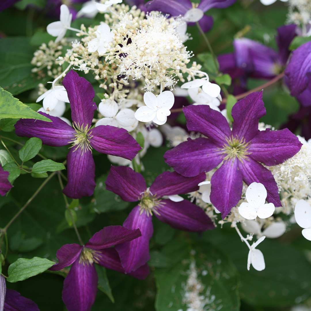 Close up of large Happy Jack Purple flowers with white Hydrangea paniculata blooms