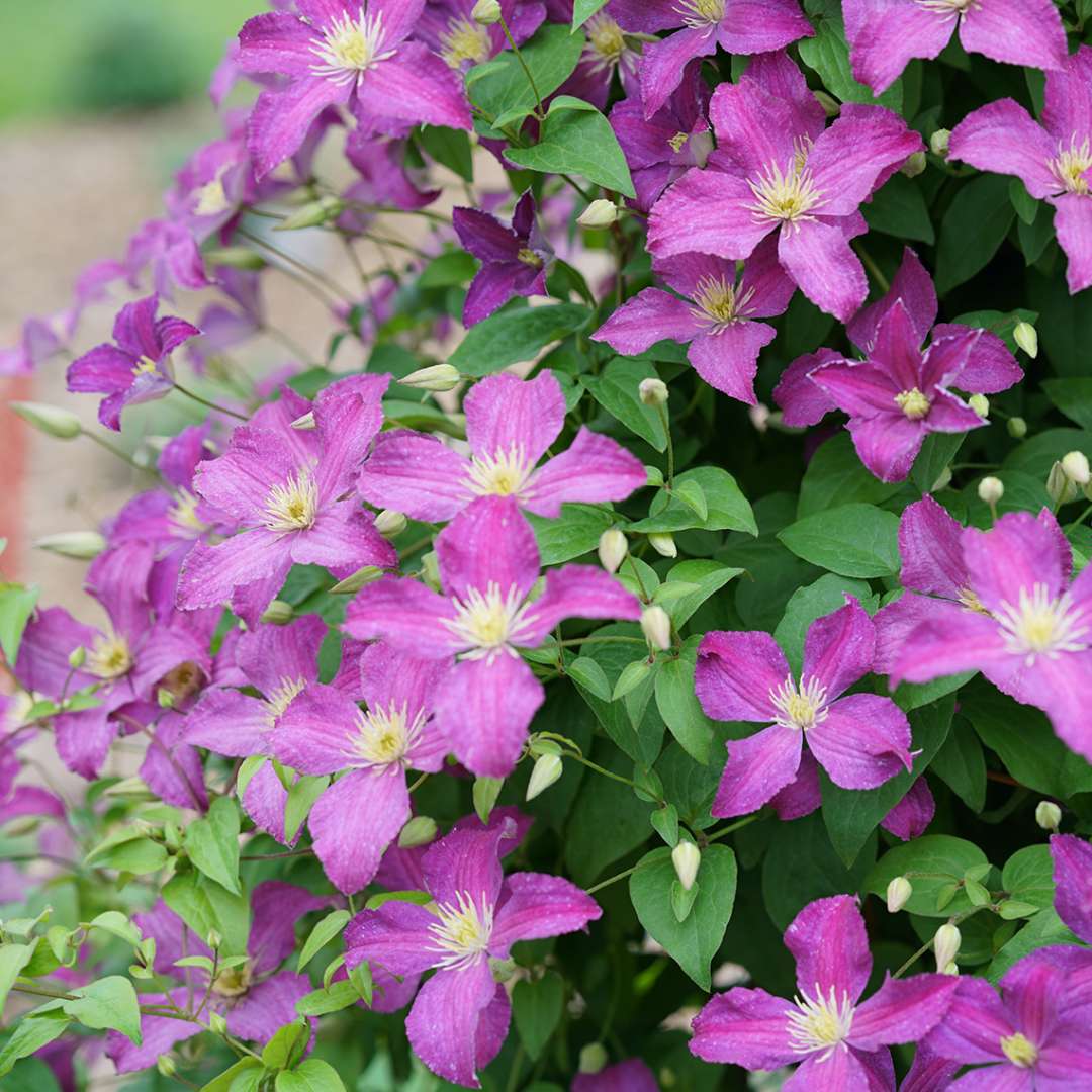 Purple flowering of heavy blooming Jolly Good Clematis
