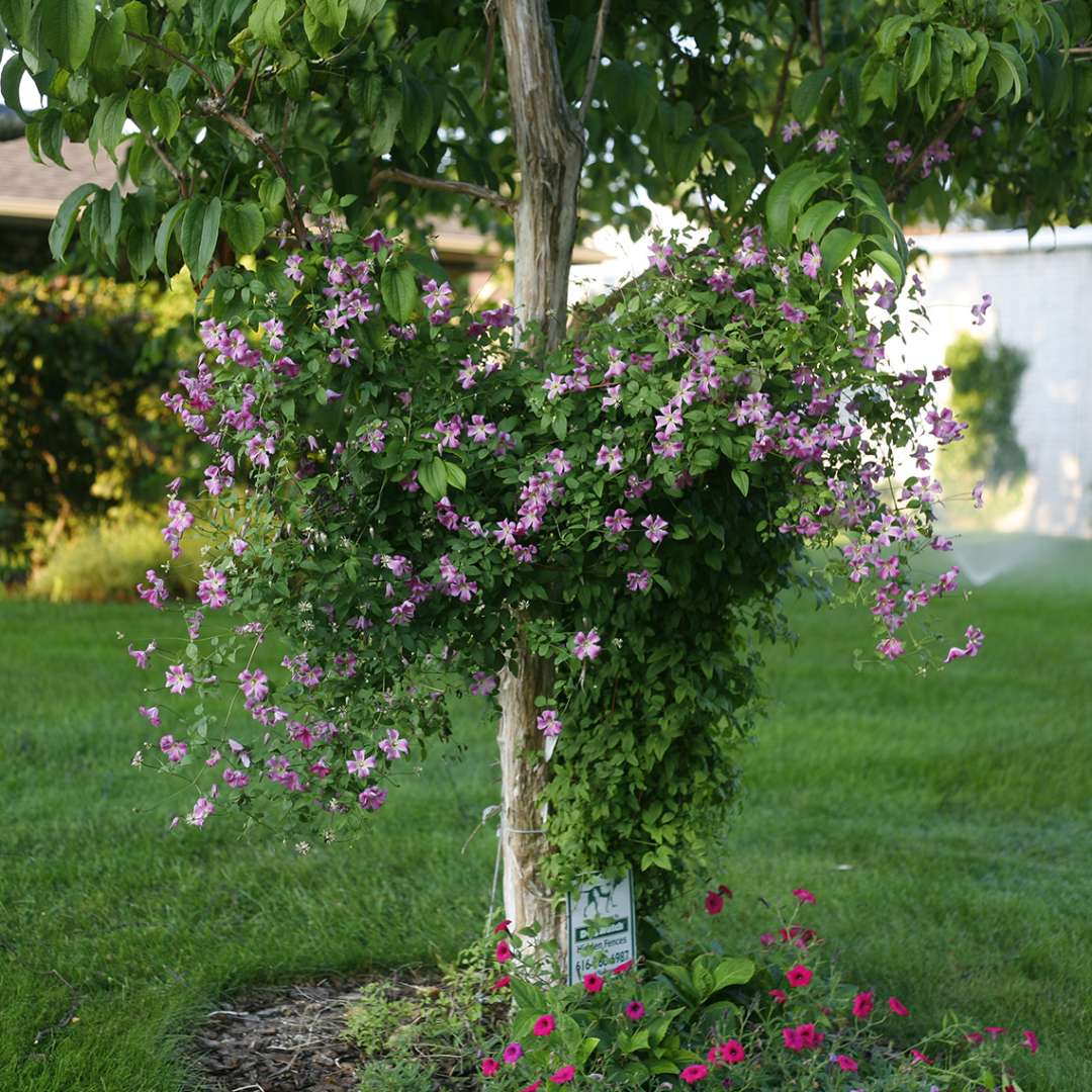 Pink Mink Clematis grown up a tree