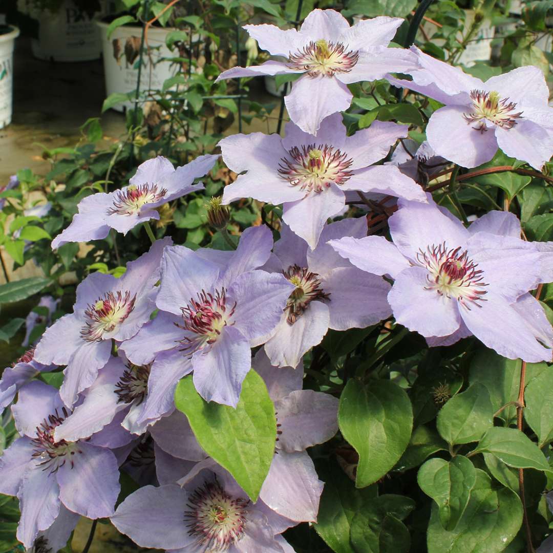 Flower covered Still Waters Clematis in greenhouse