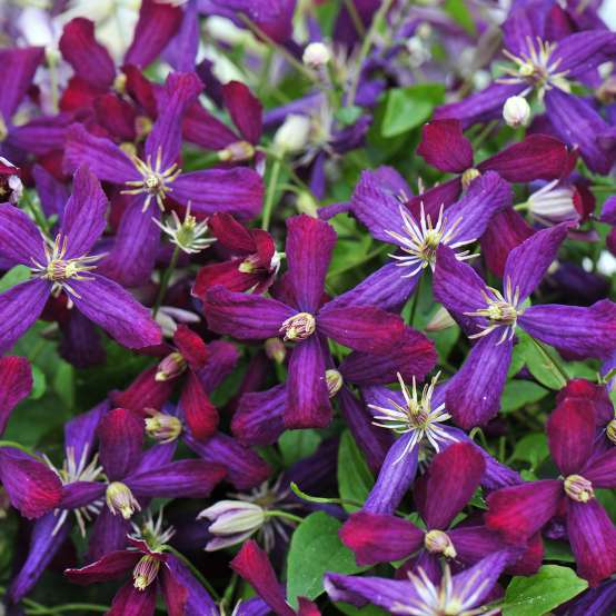 Close up of single purple and berry colored Clematis Sweet Summer Love blooms