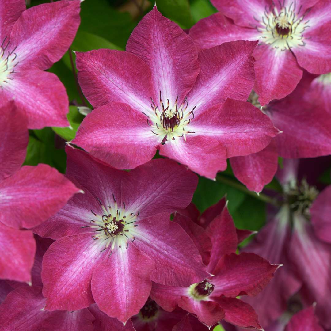 Clematis Viva Polonia's deep pink flowers with white star center