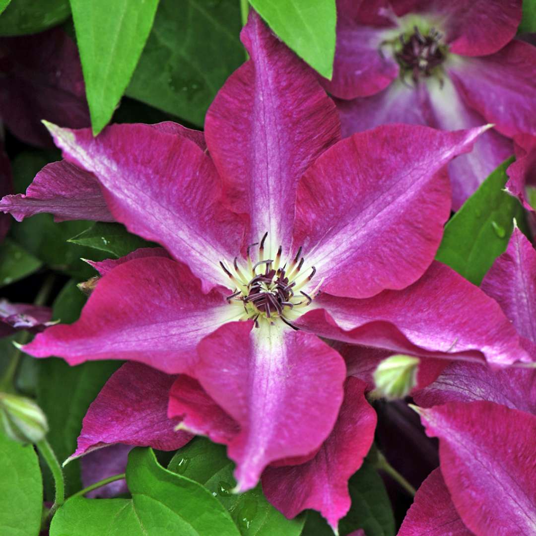 Close up of deep pink and white Clematis Viva Polonia flowers