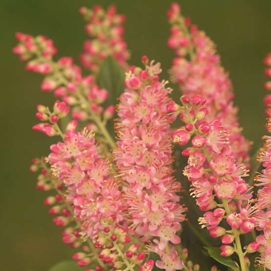 Close up of pink Clethra Ruby Spice flowers