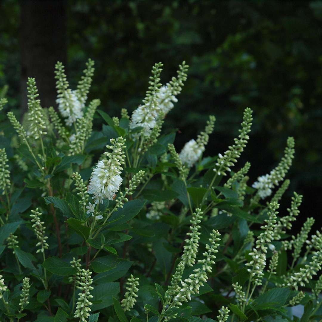 White Sugartina Crystalina Clethra flowers beginning to open