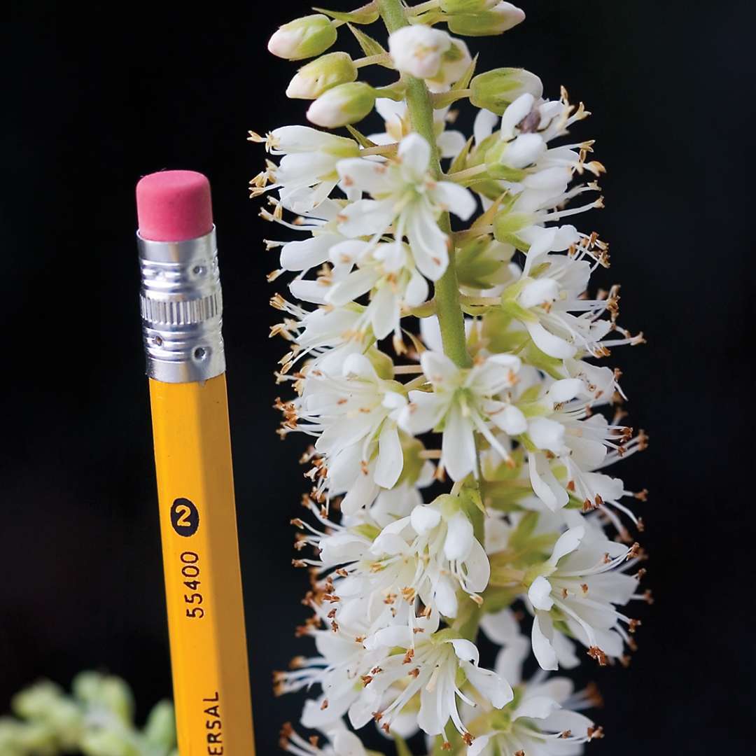 Size comparison of Vanilla Spice Clethra with pencil