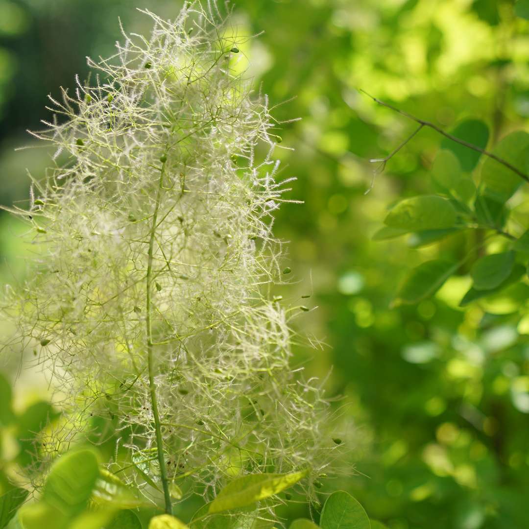 Close up of a smoke-like puff on Winecraft Gold Cotinus
