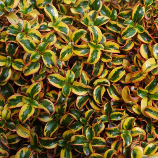 Close up of the gold and green foliage of Waxwing Gold Mirror Bush