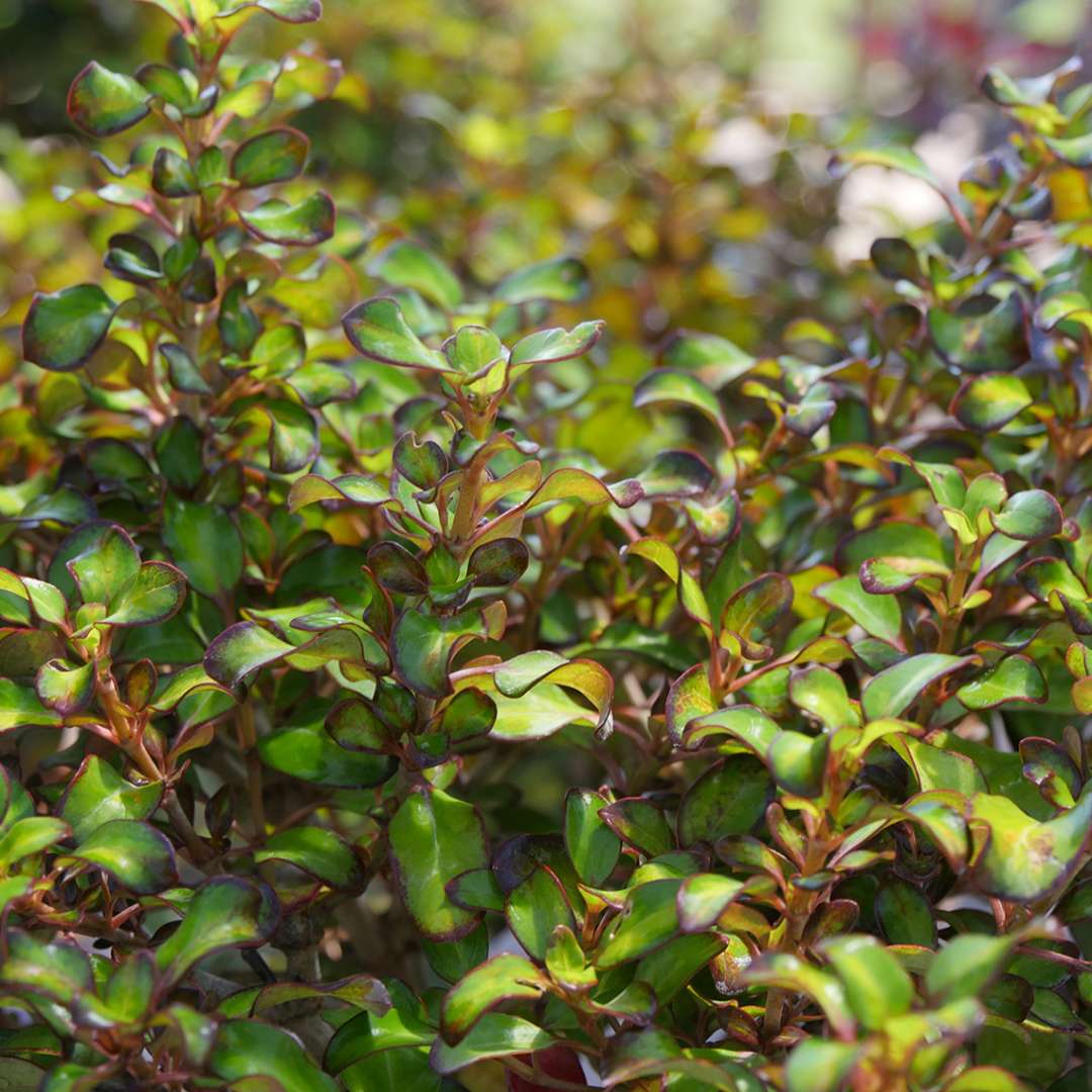 Close up of the green, gold, red, and purple foliage of Waxwing Lime Mirror Bush