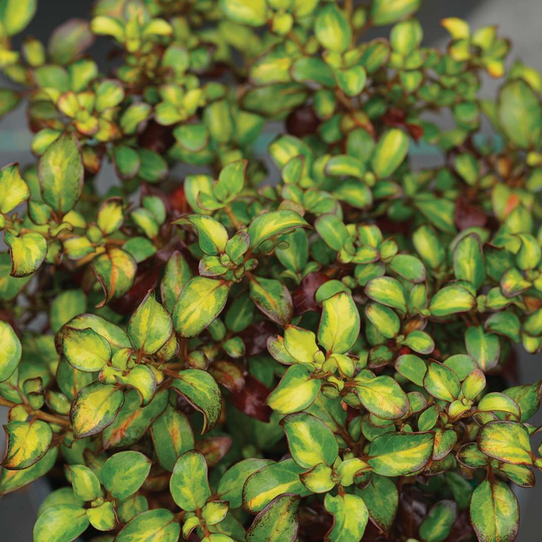 Close up of the glossy foliage of Waxwing Lime coprosma 