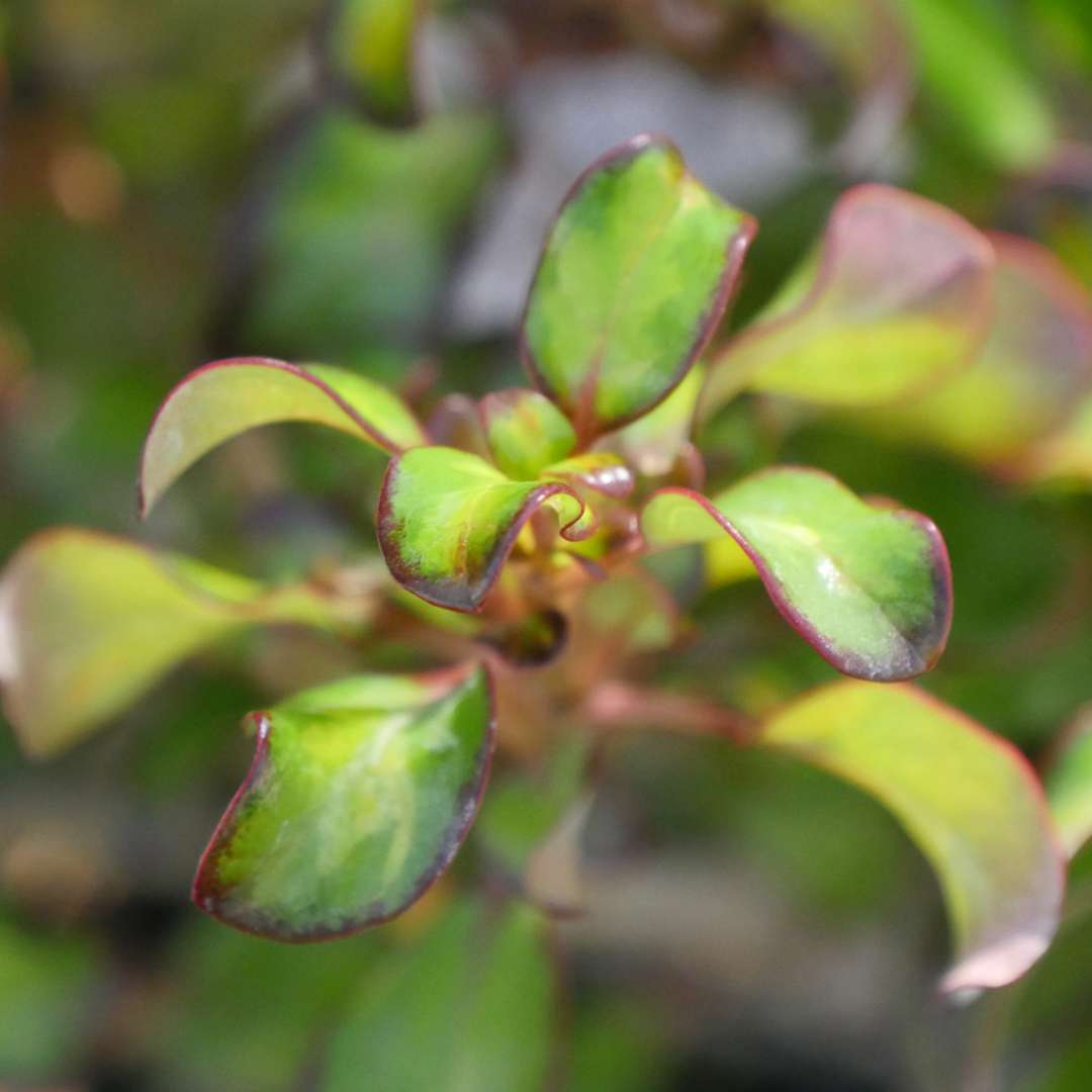 Close up of Waxwing Lime Mirror Bush's glossy multi-colored foliage