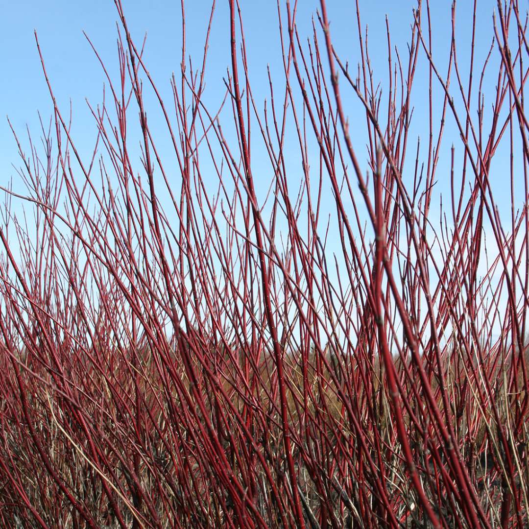 Red branches of Arctic Fire Cornus in field with blue sky behind them