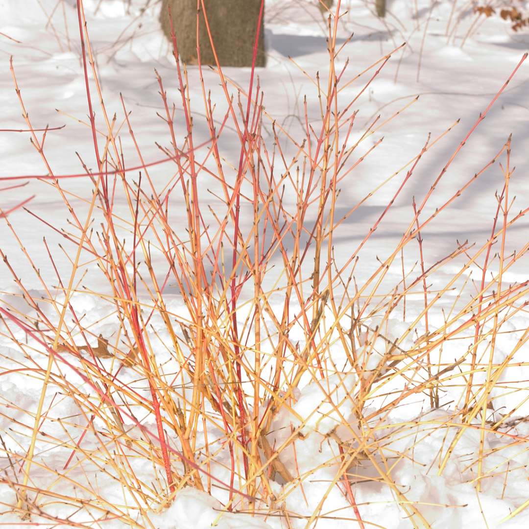Yellow rose stems of Arctic Fire Cornus in snow