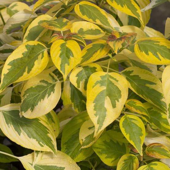 close  up of the Variegated yellow and green foliage of Golden Shadows Cornus