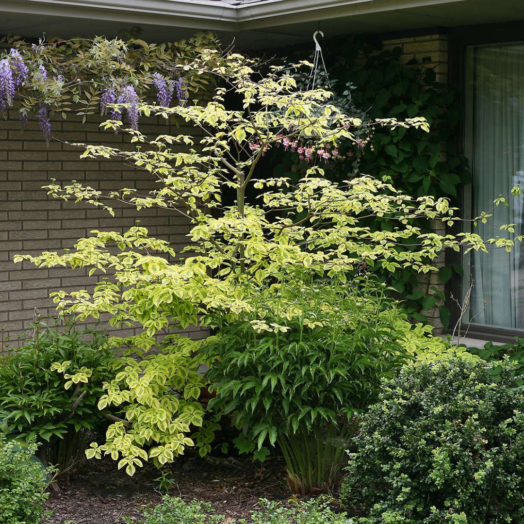 pagoda dogwood