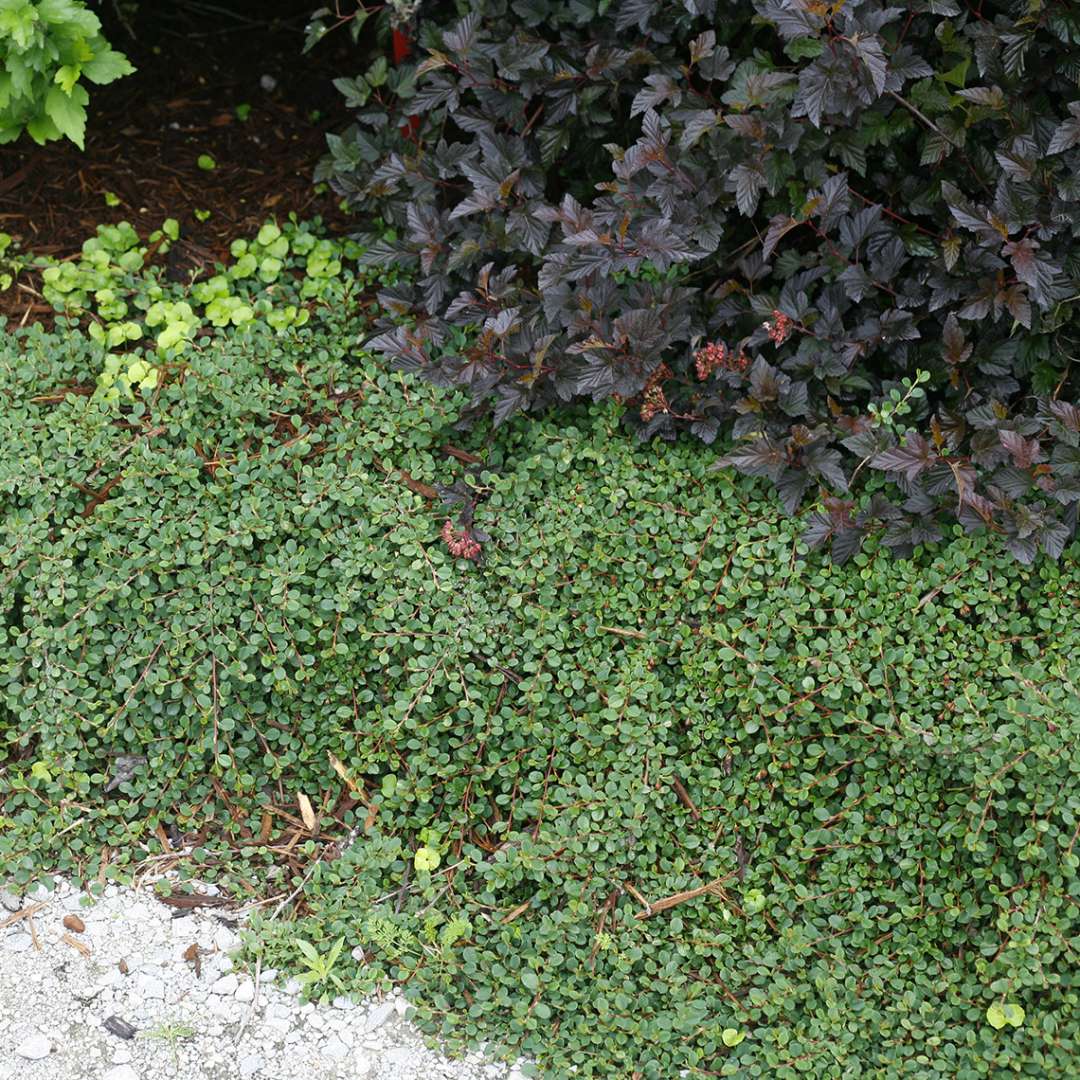 Border of groundcover Little Dipper Cotoneaster