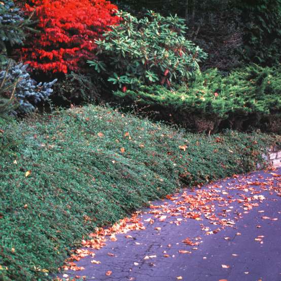 Cotoneaster Scarlet Leader in mature landscape along road