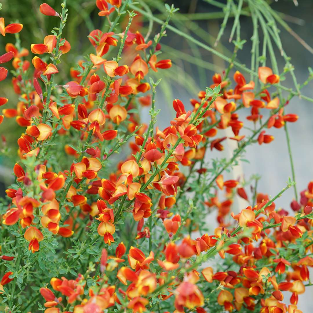 Red and orange flowers on Cytisus Lena